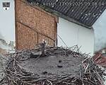 Capi_Dubne_20250913_090004.jpg