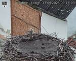 Capi_Dubne_20250913_091003.jpg
