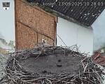 Capi_Dubne_20250913_102003.jpg