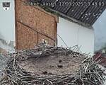Capi_Dubne_20250913_184003.jpg