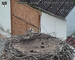 Capi_Dubne_20250913_184502.jpg
