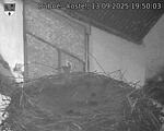 Capi_Dubne_20250913_195003.jpg