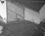 Capi_Dubne_20250914_061503.jpg
