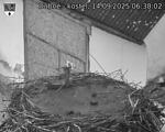 Capi_Dubne_20250914_063002.jpg