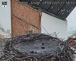 Capi_Dubne_20250914_075003.jpg
