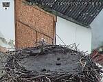 Capi_Dubne_20250914_095003.jpg