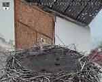 Capi_Dubne_20250914_135002.jpg