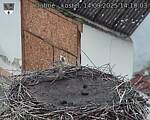Capi_Dubne_20250914_141003.jpg