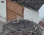 Capi_Dubne_20250914_145003.jpg