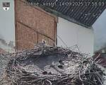 Capi_Dubne_20250914_175003.jpg