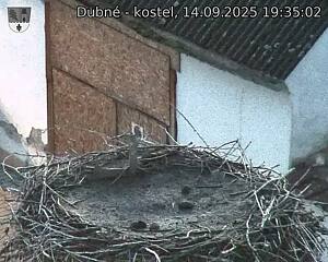 Capi_Dubne_20250914_193502.jpg (1350 x 1080)