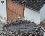 Capi_Dubne_20250915_064502.jpg
