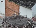 Capi_Dubne_20250915_065003.jpg