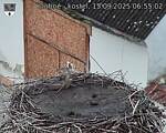 Capi_Dubne_20250915_065502.jpg