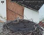 Capi_Dubne_20250915_070502.jpg