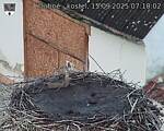 Capi_Dubne_20250915_071002.jpg