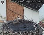 Capi_Dubne_20250915_073002.jpg