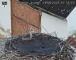 Capi_Dubne_20250915_073503.jpg