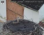 Capi_Dubne_20250915_075502.jpg