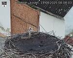Capi_Dubne_20250915_080003.jpg