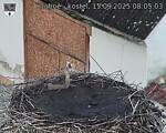 Capi_Dubne_20250915_080503.jpg
