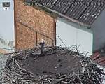 Capi_Dubne_20250915_130003.jpg