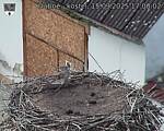 Capi_Dubne_20250915_170002.jpg