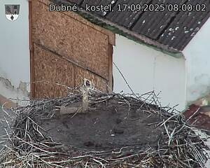 Capi_Dubne_20250917_080002.jpg (1350 x 1080)