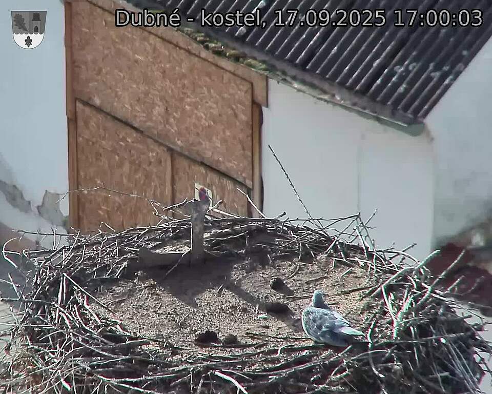 Capi_Dubne_20250917_170003.jpg (1350 x 1080)