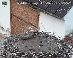 Capi_Dubne_20250918_070003.jpg (1350 x 1080)