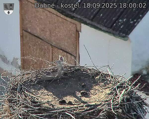 Capi_Dubne_20250918_180002.jpg (1350 x 1080)