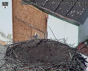 Capi_Dubne_20250919_110003.jpg (1350 x 1080)