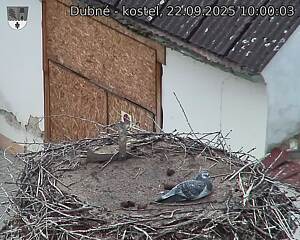 Capi_Dubne_20250922_100003.jpg (1350 x 1080)