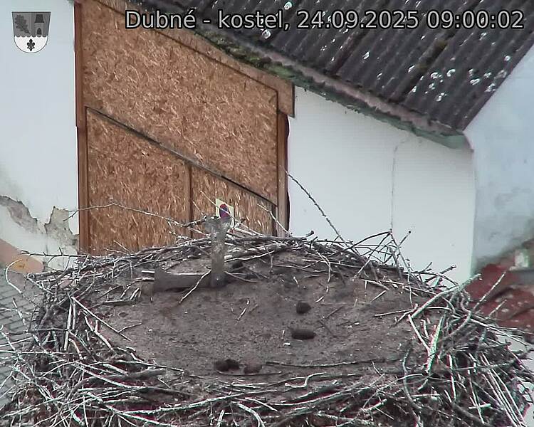 Capi_Dubne_20250924_090002.jpg (1350 x 1080)