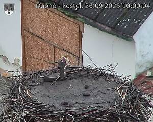 Capi_Dubne_20250926_100004.jpg (1350 x 1080)