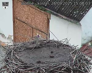 Capi_Dubne_20250926_150003.jpg (1350 x 1080)