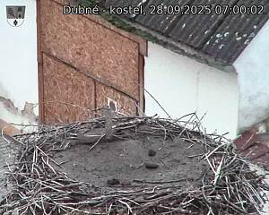 Capi_Dubne_20250928_070002.jpg (1350 x 1080)