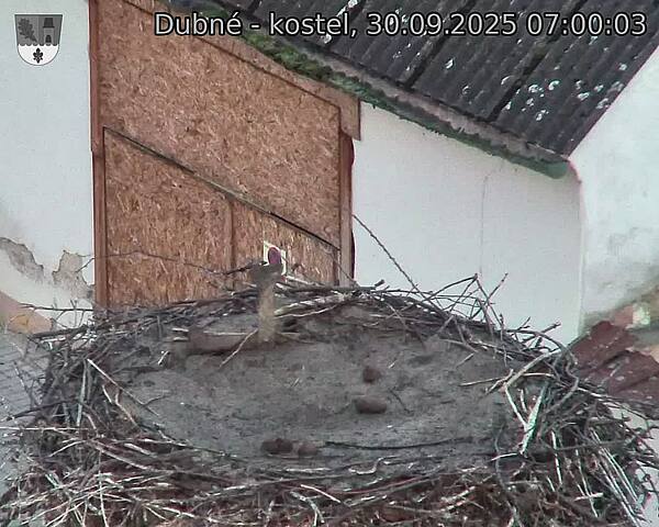 Capi_Dubne_20250930_070003.jpg (1350 x 1080)