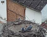 Capi_Dubne_20251002_110003.jpg