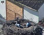 Capi_Dubne_20251003_160002.jpg