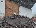 Capi_Dubne_20251004_130003.jpg