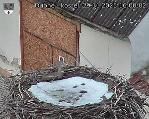 Capi_Dubne_20251129_160003.jpg (1350 x 1080)