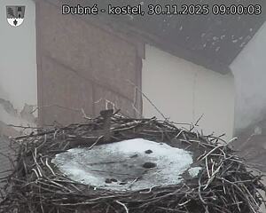 Capi_Dubne_20251130_090003.jpg (1350 x 1080)