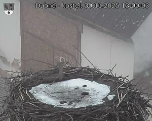 Capi_Dubne_20251130_130003.jpg (1350 x 1080)