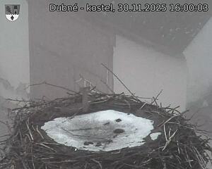 Capi_Dubne_20251130_160003.jpg (1350 x 1080)