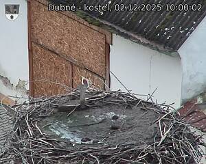 Capi_Dubne_20251202_100002.jpg (1350 x 1080)