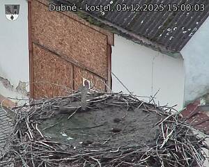 Capi_Dubne_20251203_150003.jpg (1350 x 1080)