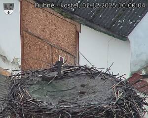 Capi_Dubne_20251205_100004.jpg (1350 x 1080)