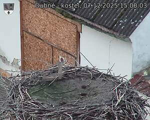 Capi_Dubne_20251207_150003.jpg (1350&nbsp;x&nbsp;1080)