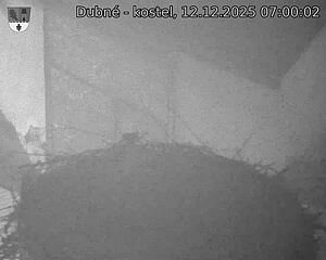 Capi_Dubne_20251212_070002.jpg (1350&nbsp;x&nbsp;1080)